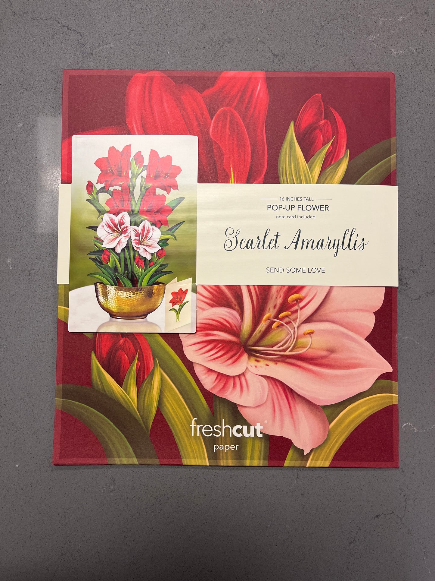 Scarlet Amaryllis