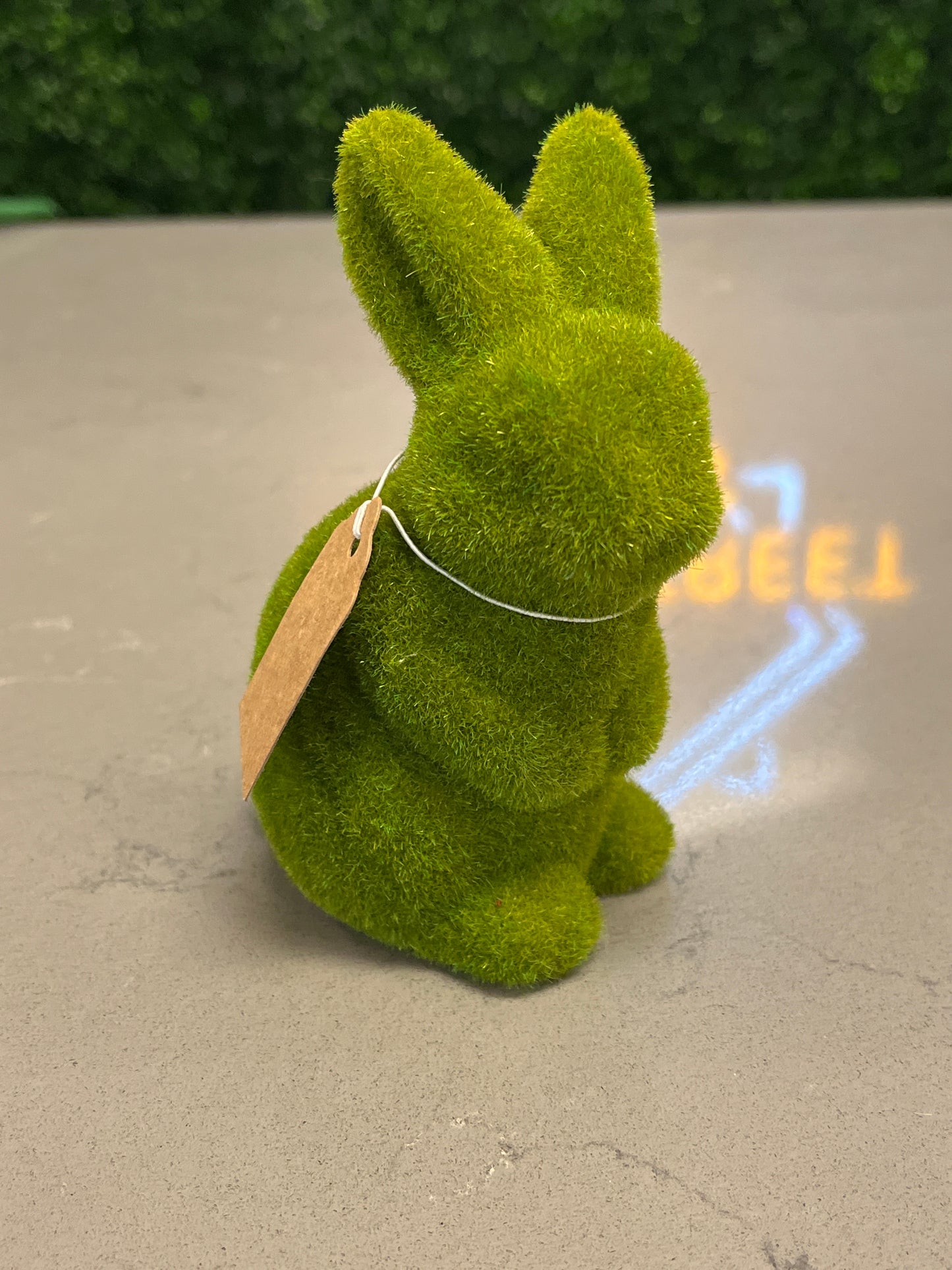 Mossy Bunny