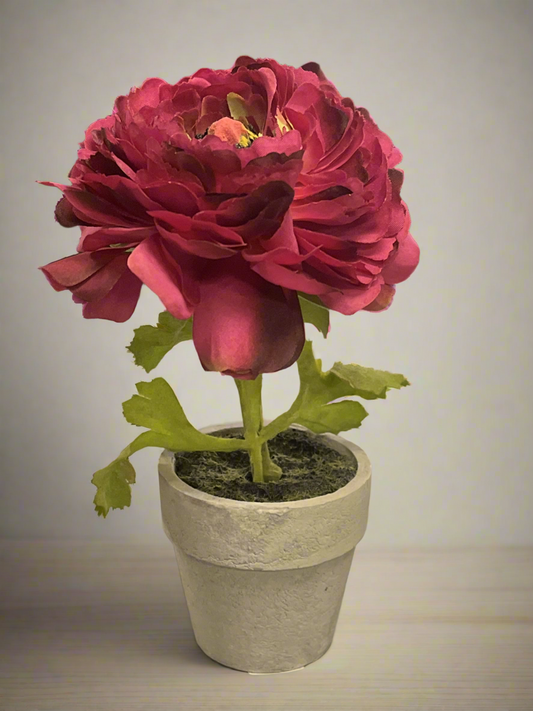 Ranunculus in Pot