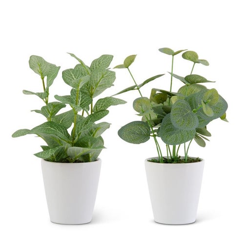 Green Foliage in Ceramic Pot