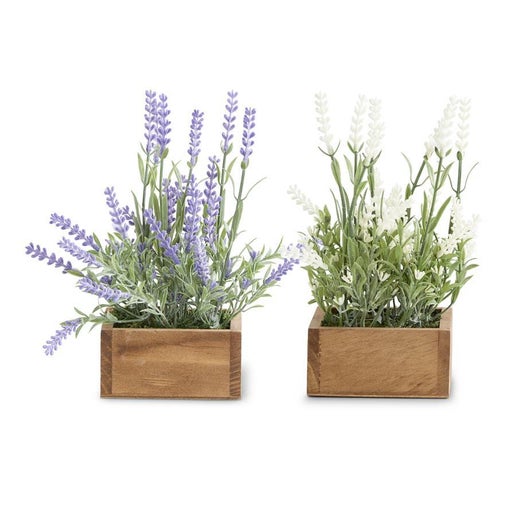 Lavender Plant in Wood Pot